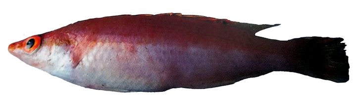 Lappanella fasciata_02